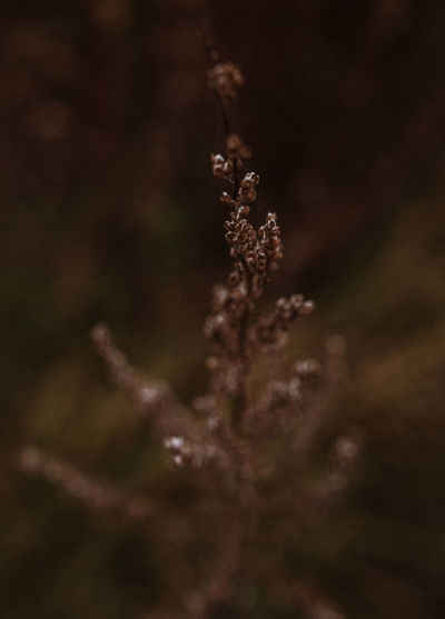 Macro shot of flowering plants against blurred background