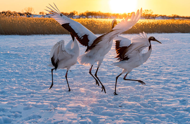Red-crowned crane ii xianghai reservoir 