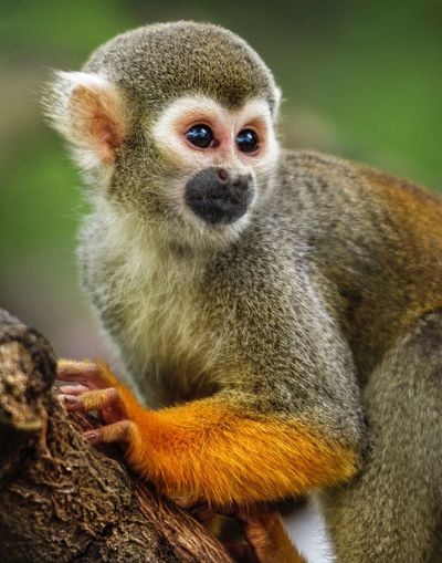 Close-up of squirrel monkey