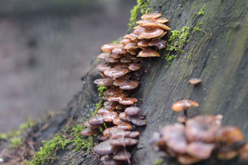 Close-up of mushrooms growing on tree trunk