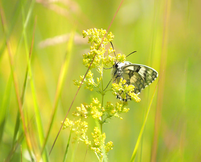 Close-up of butterfly pollinating on flower
