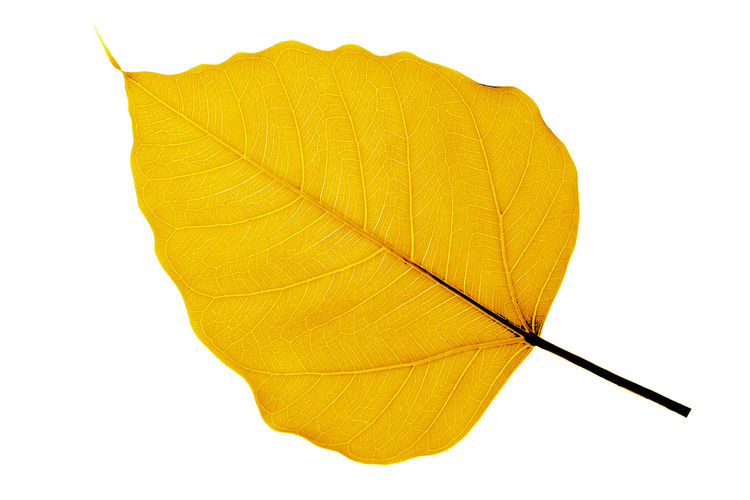 Close-up of yellow leaf on white background