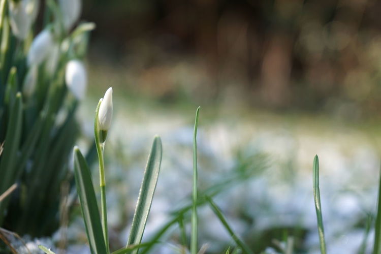 Close-up of grass
