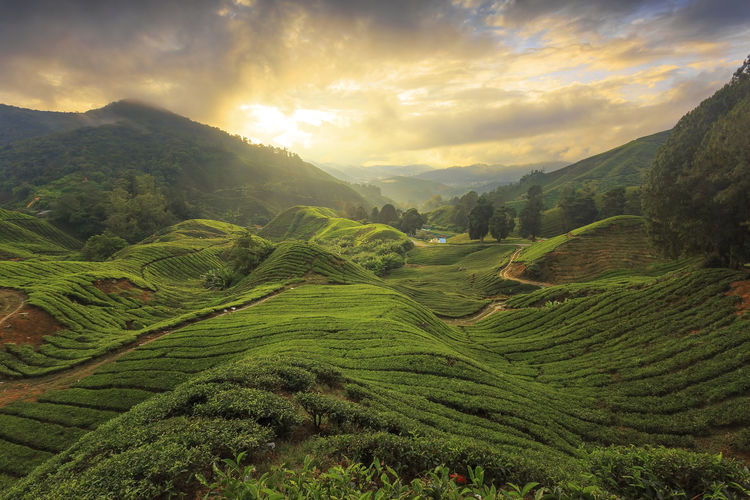 Scenic view of agricultural field against sky