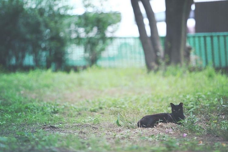 View of a cat sitting on field