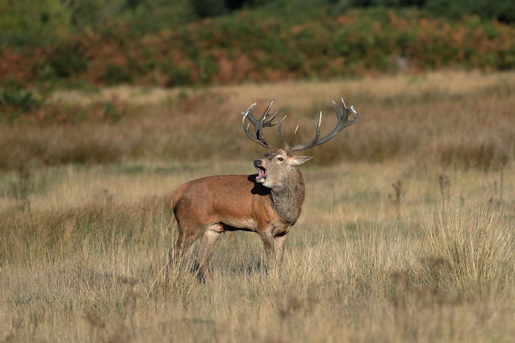 A rutting red deer stag