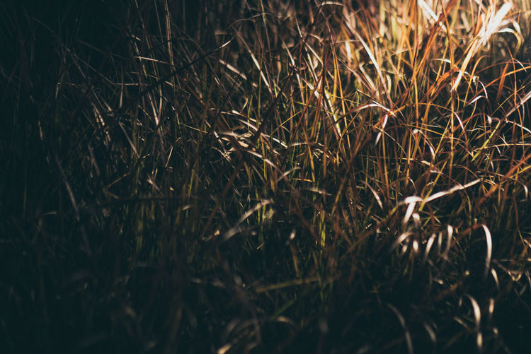 Full frame shot of grass on land
