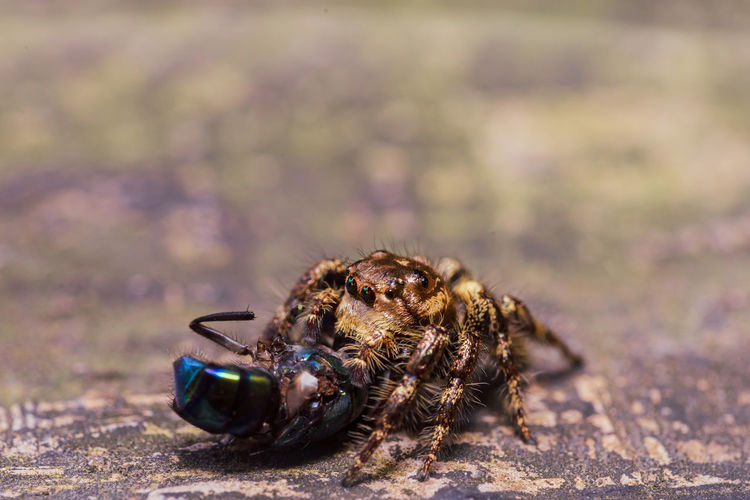 Close-up of spider