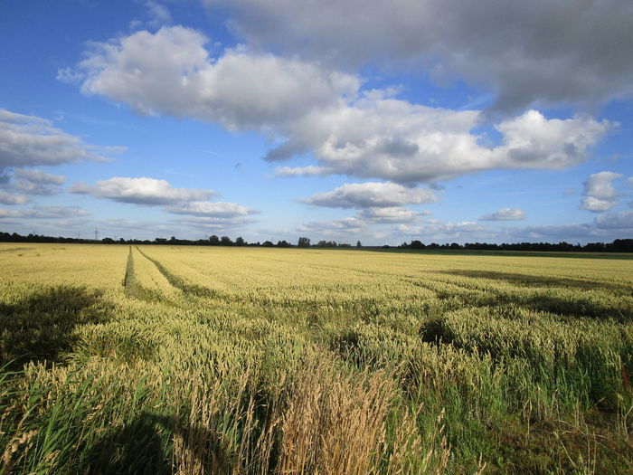 Scenic view of agricultural field against sky