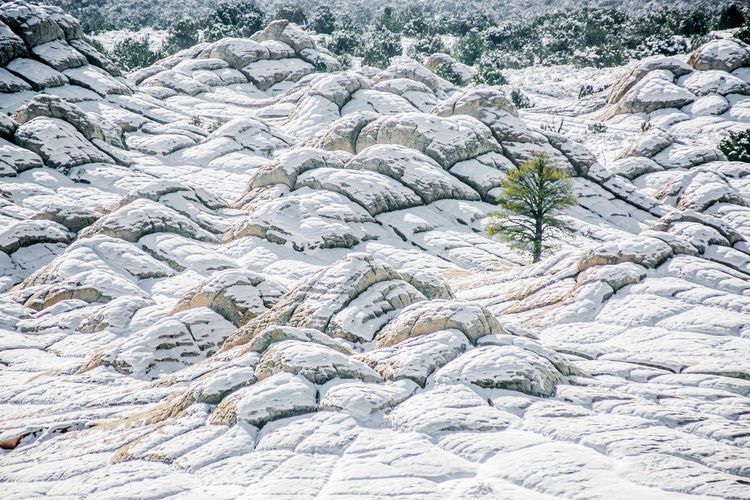 Lone tree at wintery white pocket in vermilion cliffs, az