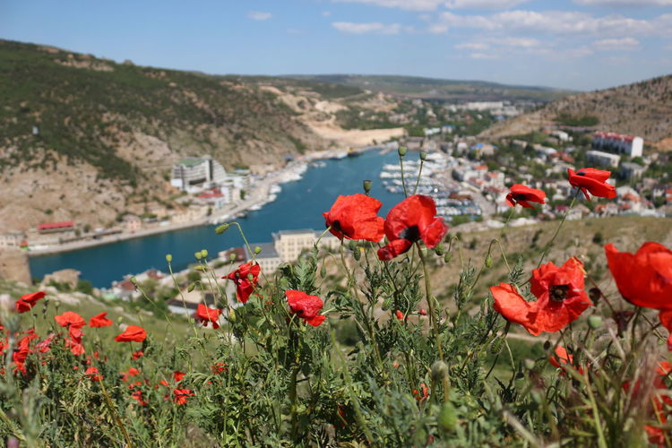 Scenic view of red poppies on land against sky