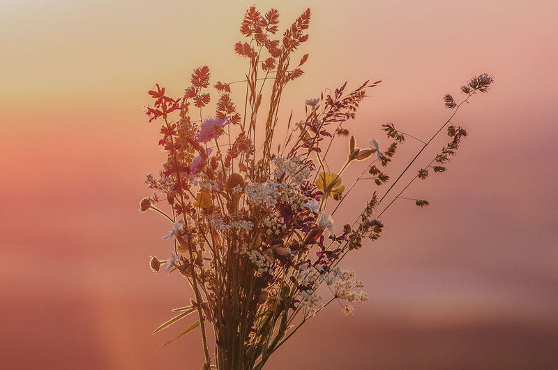 Close-up of flowering plant against sky during sunset