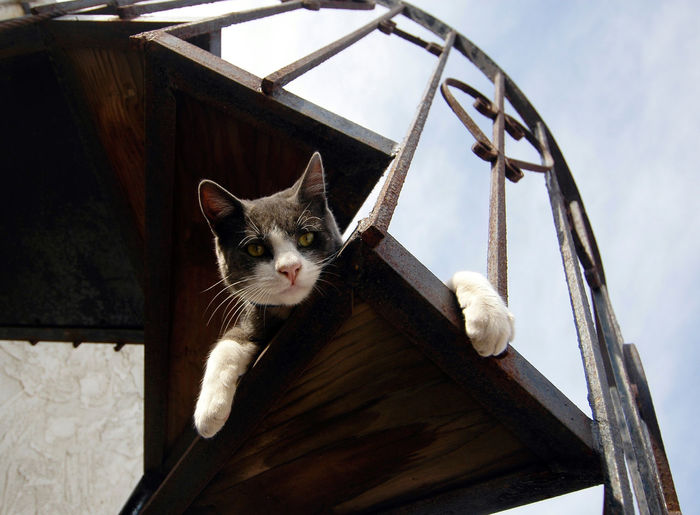 Low angle view portrait of cat relaxing on staircase