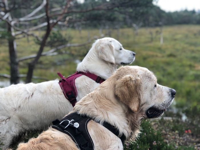Golden retriever brothers looking for their friend mollie