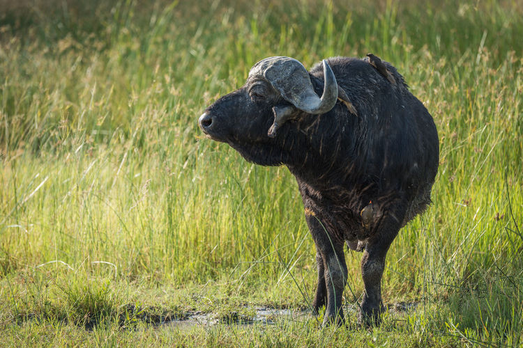 Cape buffalo standing in grassy field