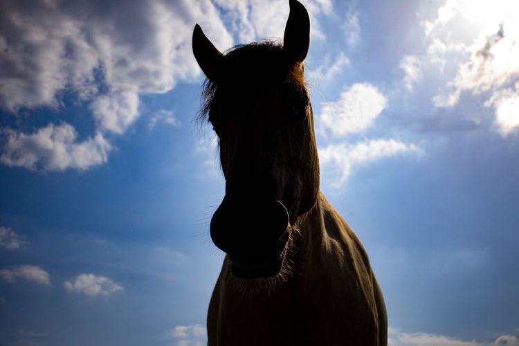 Low angle view of a horse