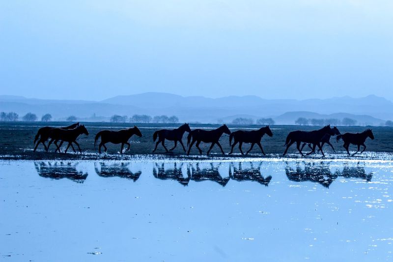 Horses running by lake against sky 