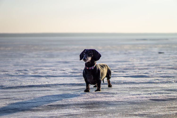 Dog on snow