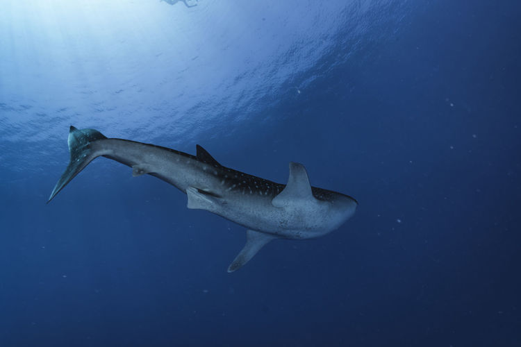 Whale shark wide angle photo, maldives
