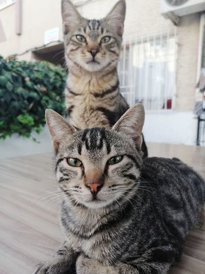 Portrait of tabby cat