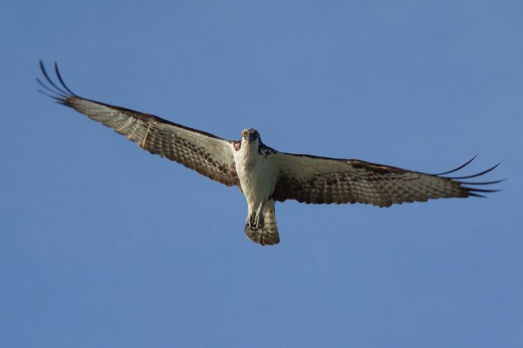 Low angle view of birds flying over blue sky