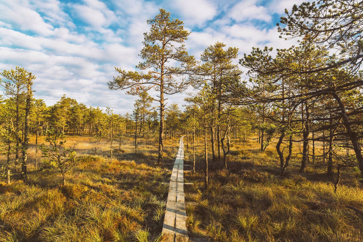 Path at lahemaa national park in estonia in autumn early morning