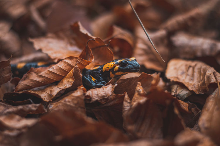 Close-up of the rare fire salamander peeking out from behind the colourful autumn leaves