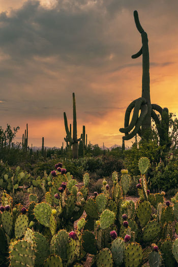 Close-up of cactus plants on field against sky during sunset