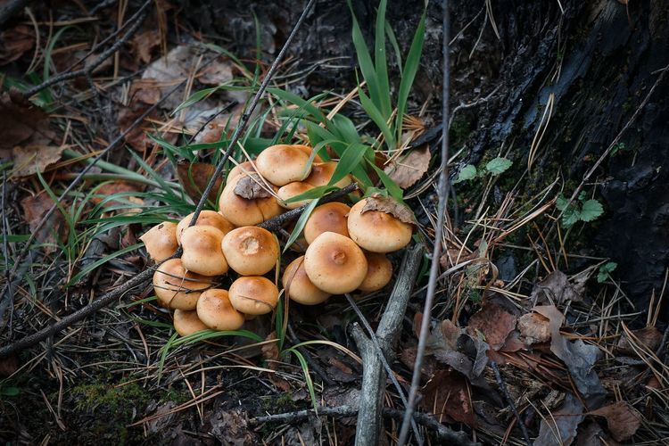 High angle view of mushrooms on field