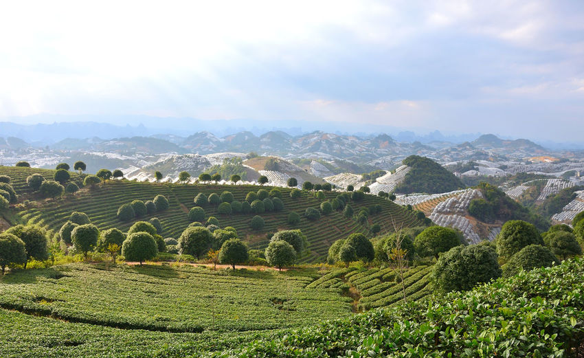 Tea farm in the mountains of guangxi, china
