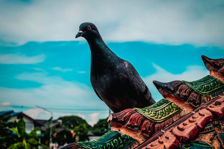 Close-up of bird perching on roof against sky