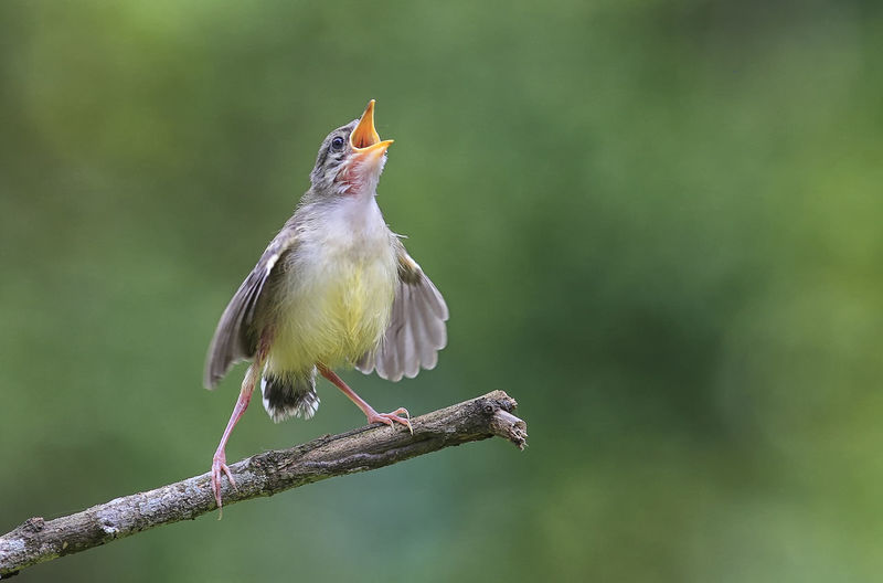 Prinia little birds learn to sing