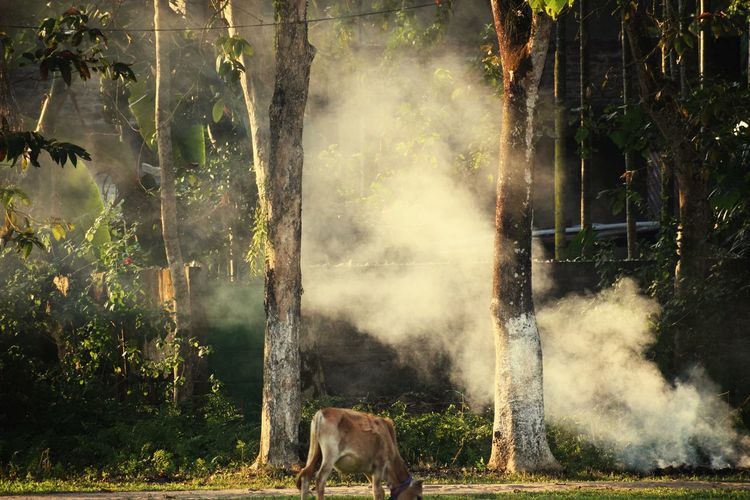 Cow grazing on land against trees