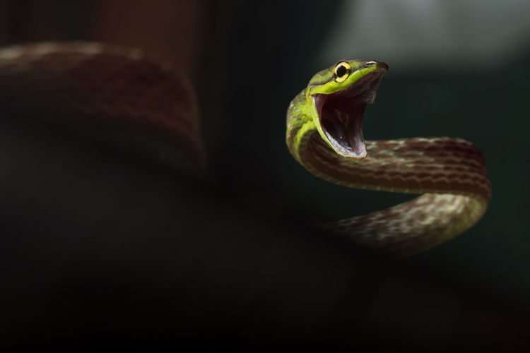 Cope snake from ecuador with open mouth over dark background. oxybelis brevirostris