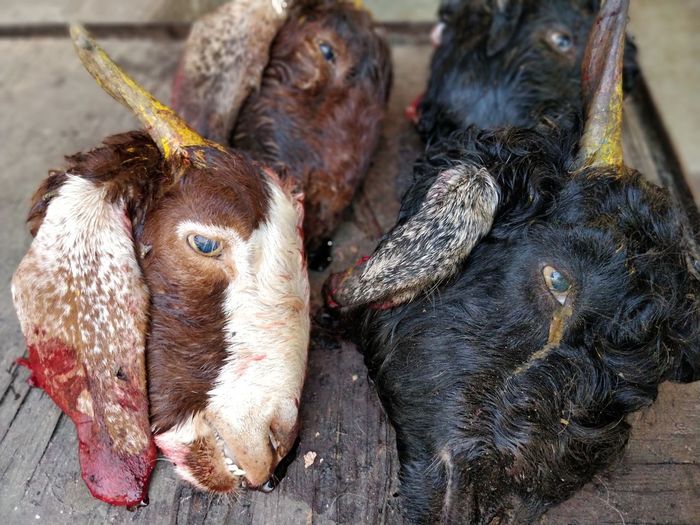 High angle view of heads of goats