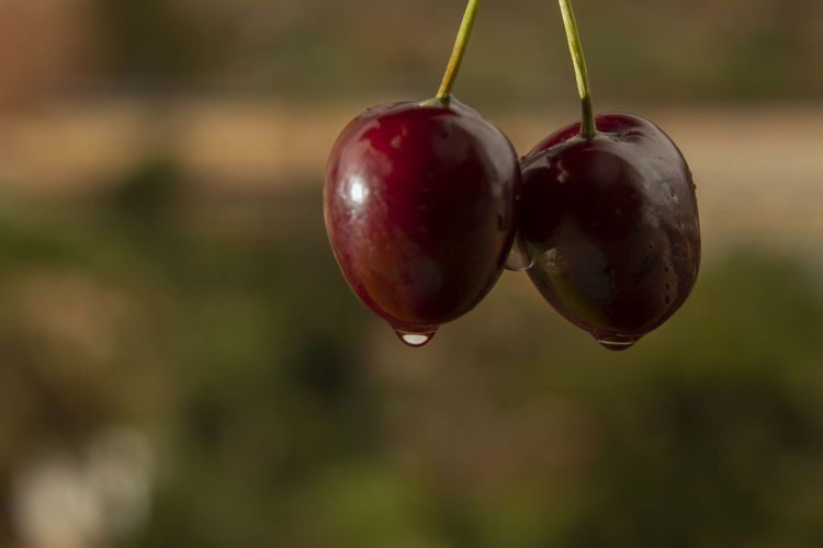 Close-up of cherries on plant