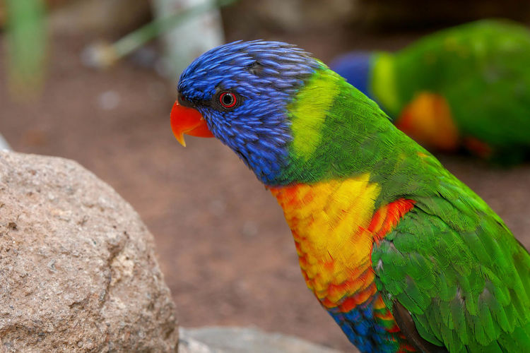 Close-up of parrot by rock