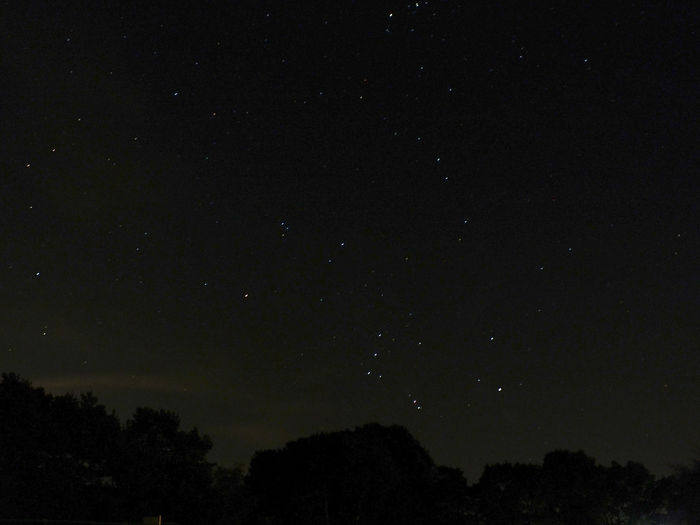Low angle view of silhouette trees against sky at night