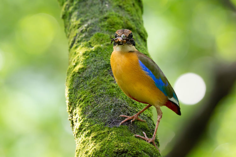 Close-up of bird perching on tree