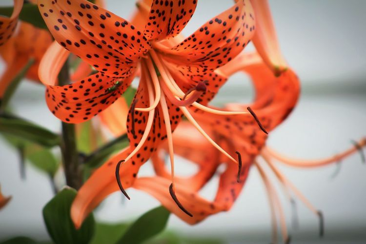 Close-up of tiger lilies blooming outdoors