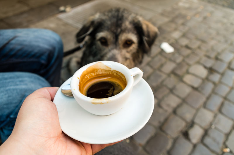 Cropped hand holding espresso cup by dog on footpath