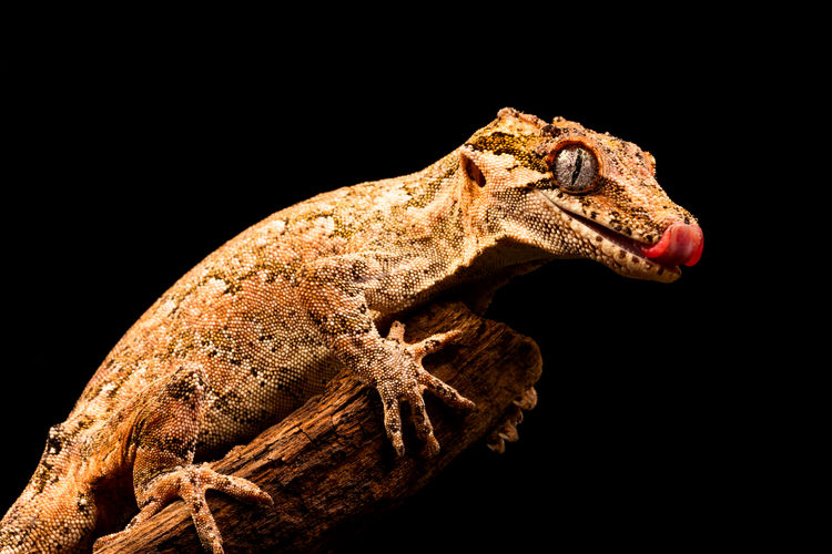 Close-up of lizard on wood against black background
