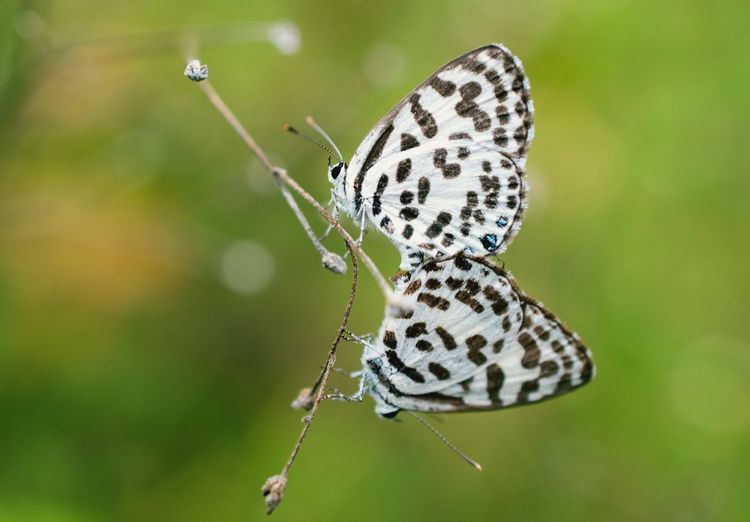 Closeup portrait of mating small butterfly