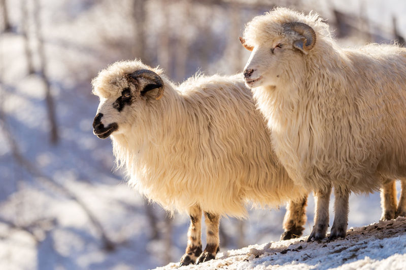 Close-up of sheep on snow