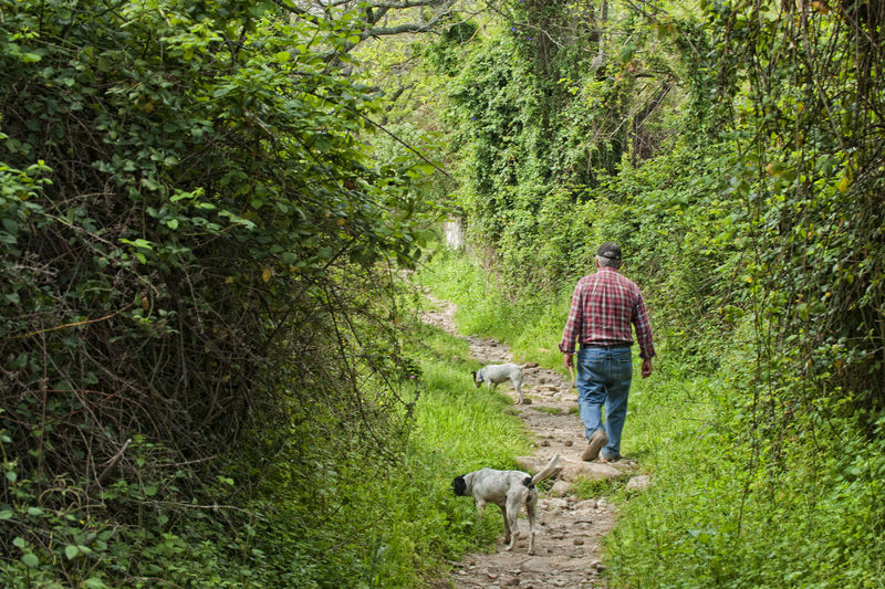 Rear view of man walking with dogs in forest
