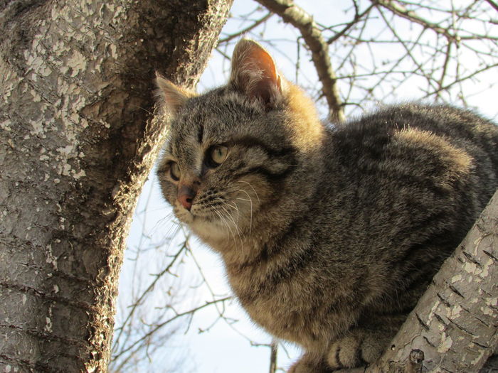 Close-up of cat