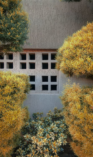 View of yellow flowering plant against building