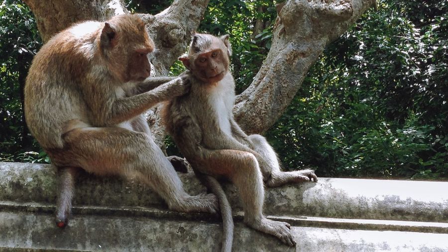 Monkeys sitting on a tree