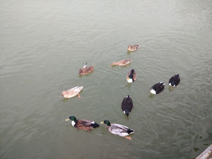 High angle view of ducks swimming in lake