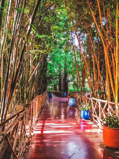 View of bamboo through plants in forest